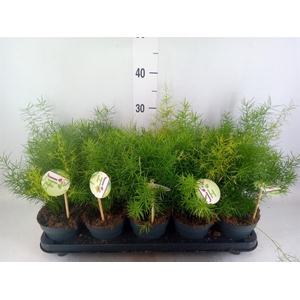 Asparagus dens. 'Sprengeri'
