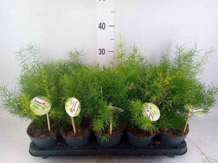 <h4>Asparagus dens. 'Sprengeri'</h4>