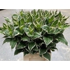 Weigela Fl Mag Sunshine
