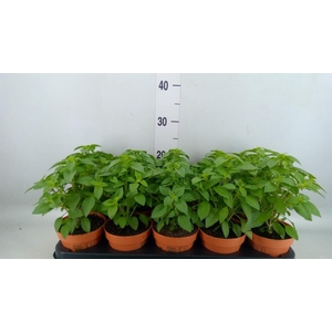 Ocimum   ...