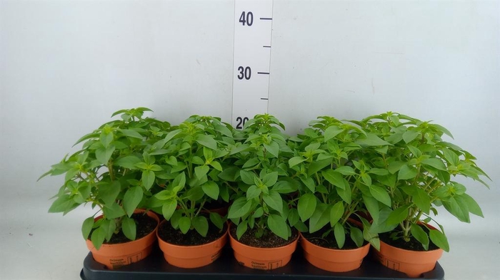 <h4>Ocimum   ...</h4>