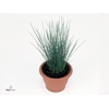 JUNCUS PENC GRASS