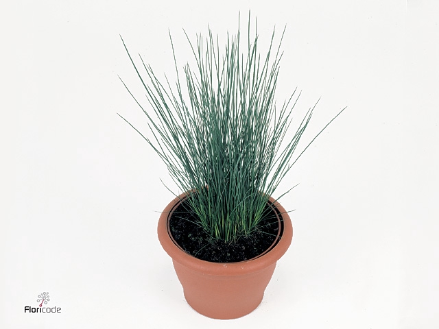 JUNCUS PENC GRASS