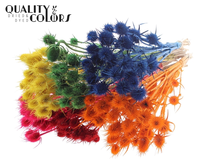 <h4>Droogbloemen   ...bewerkt H%</h4>