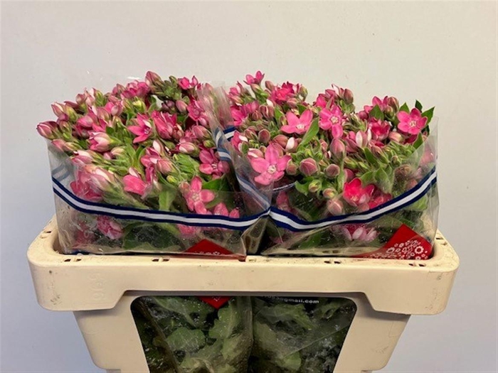 <h4>OXY CO PINK HARMONY</h4>