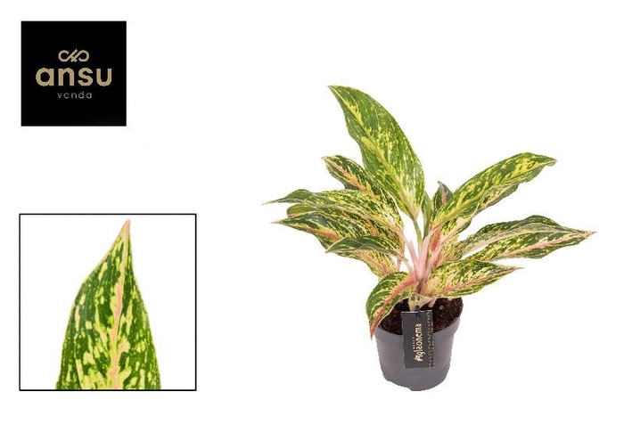<h4>Aglaonema Twiggy Red</h4>