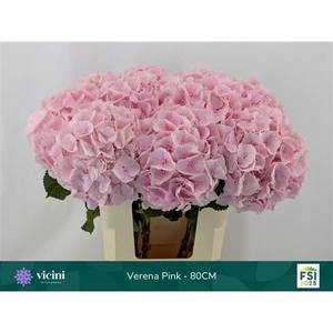 Hydrangea 'Verena' 23 cm