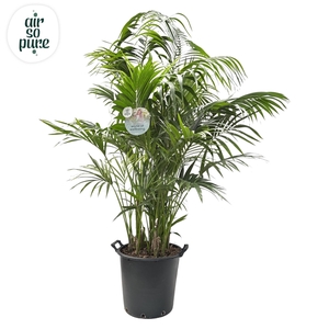 KENTIA - P44 H250 - 20PP - Air So Pure (Howea forsteriana)