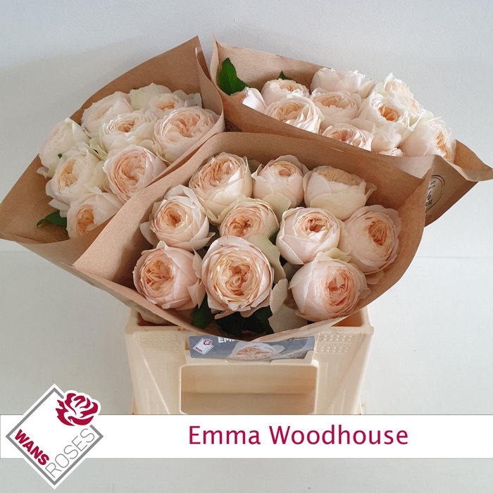 <h4>R GR EMMA WOODHOUSE</h4>