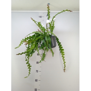 Epiphyllum anguliger