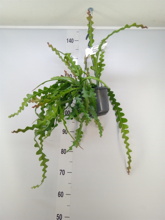 <h4>Epiphyllum anguliger</h4>