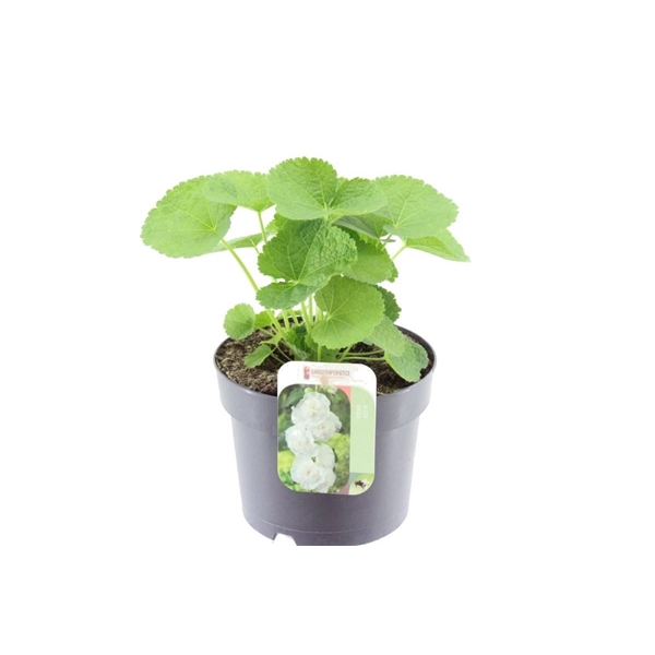 <h4>Alcea rosea Chart. Double White</h4>