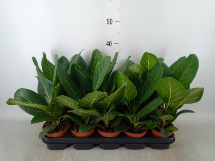 <h4>Ficus benghalensis 'Audrey'</h4>
