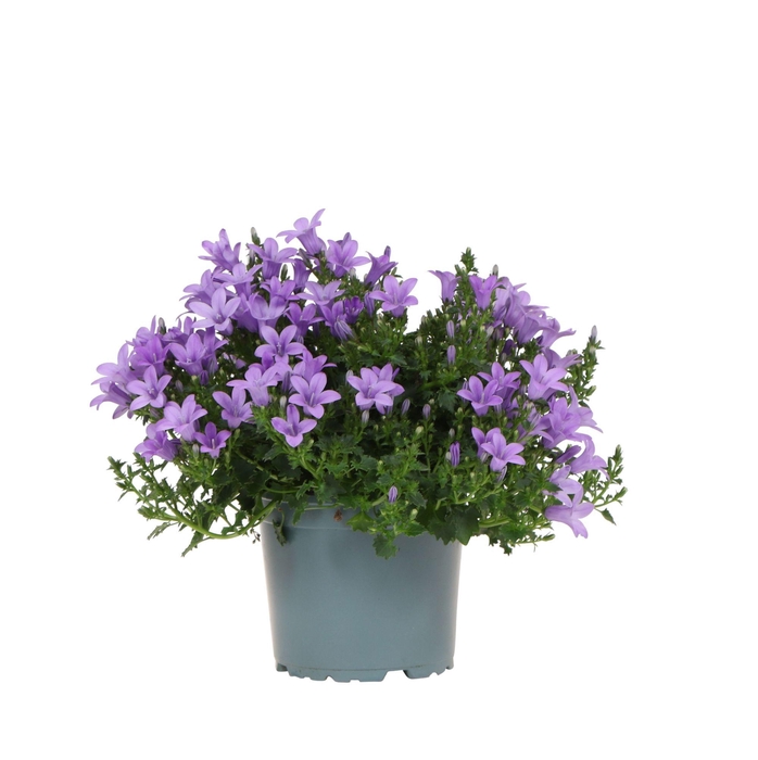 <h4>Campanula lavender</h4>