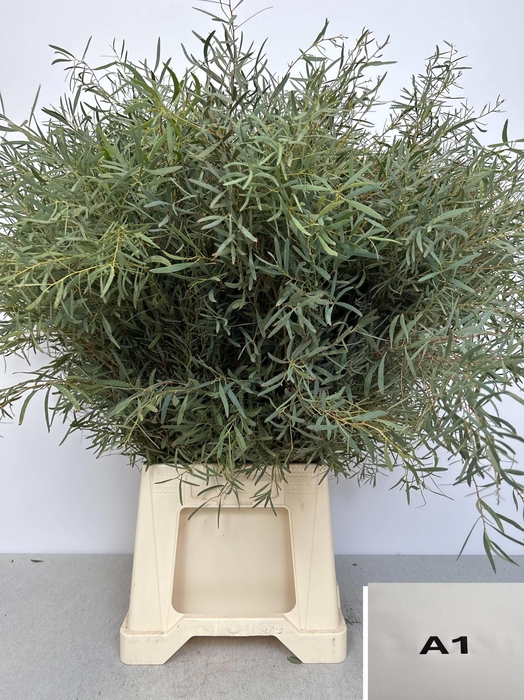 <h4>EUC NICHOLII PB</h4>