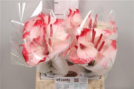 <h4>Anth A Pr A Elegance 40 L35</h4>
