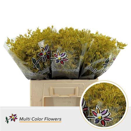 <h4>Lim Ov Klb H% Geel</h4>