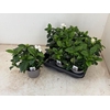 GARDENIA JASMINOIDES