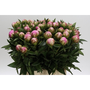 Paeonia Dr Alexander Fleming