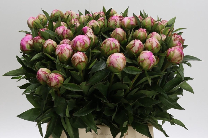 <h4>Paeonia Dr Alexander Fleming</h4>