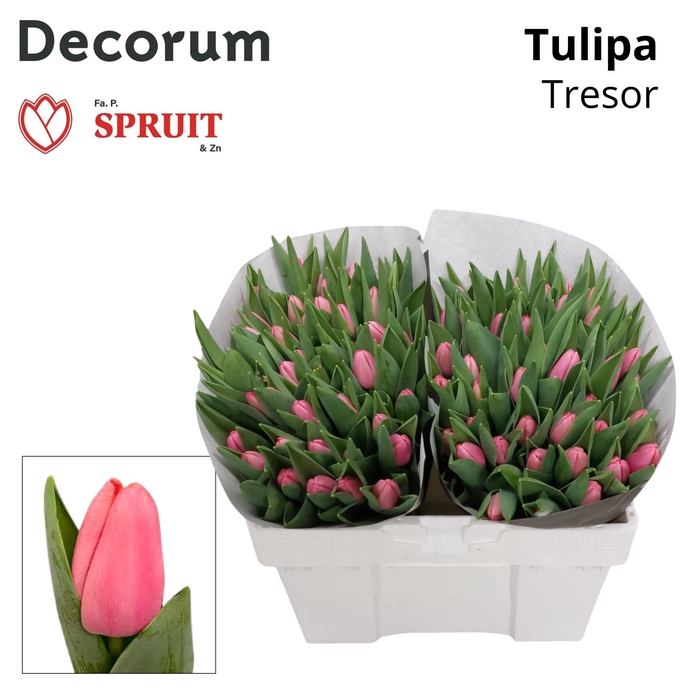 <h4>TU EN TRESOR SPR</h4>