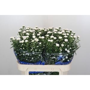 Aster Cassy