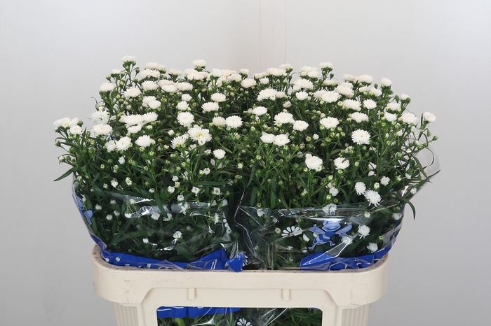 <h4>Aster Cassy</h4>