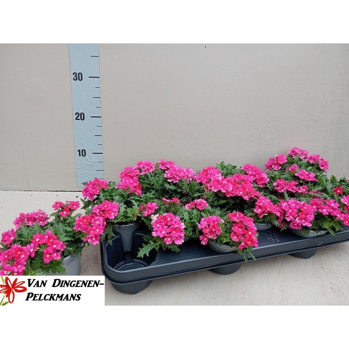 <h4>VERBE LASCAR LIGHT P</h4>