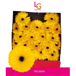 Germini Pacman Diamond