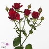 Rosa spray mirabel