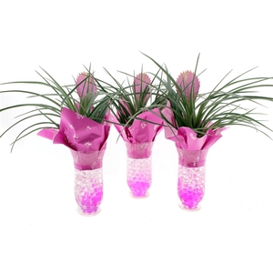 Arrangement Tillandsia in windlicht glas met gel