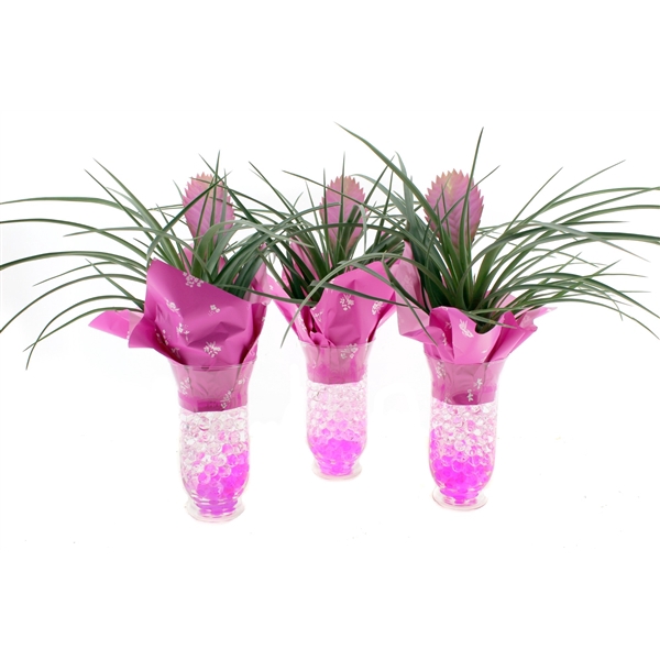 <h4>Arrangement Tillandsia in windlicht glas met gel</h4>