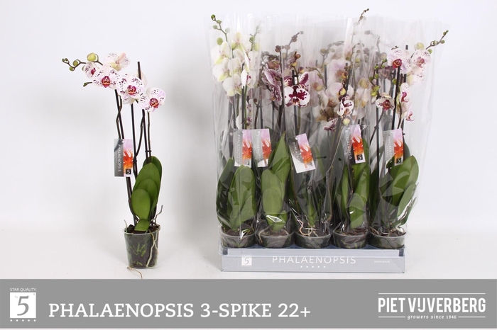 <h4>PHAL OV WIT</h4>