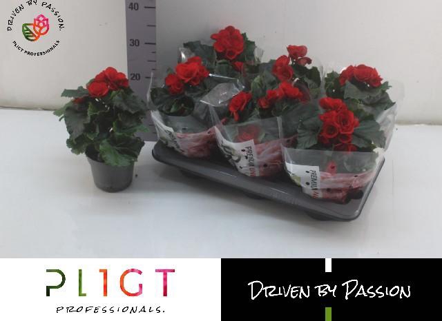 <h4>BEG DU BALADIN</h4>