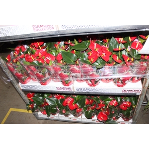 ANTHURIUM RED SUCCESS P12