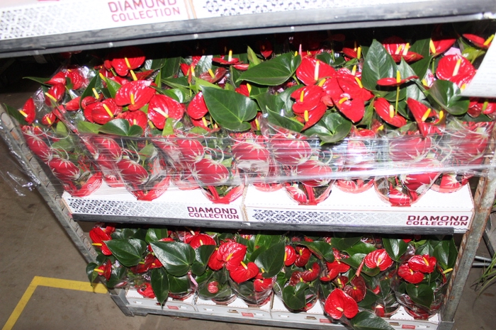 ANTHURIUM RED SUCCESS P12