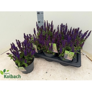 SALVIA NE MIDNIGH PU