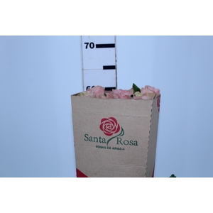 ROSA HERMOSA 060 CM ROSA ESTUFA
