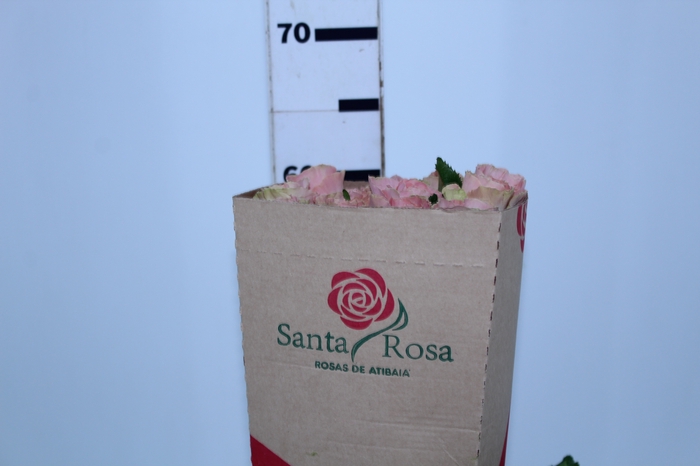 ROSA HERMOSA 060 CM ROSA ESTUFA