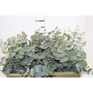 FOLHAGEM EUCAFLOR 060 CM
