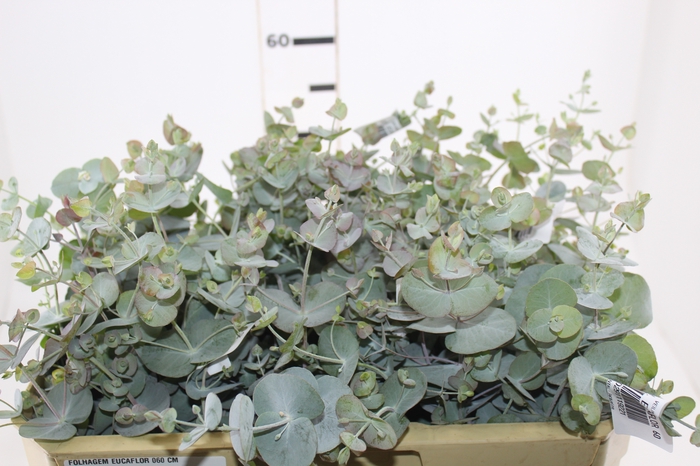 FOLHAGEM EUCAFLOR 060 CM