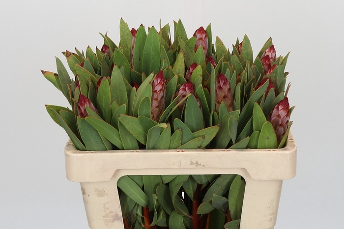 <h4>PROTEA ROBIJN</h4>
