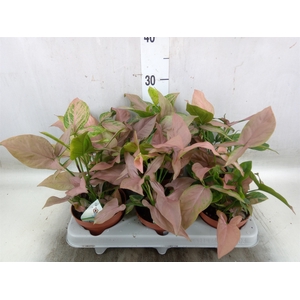 Syngonium   ...