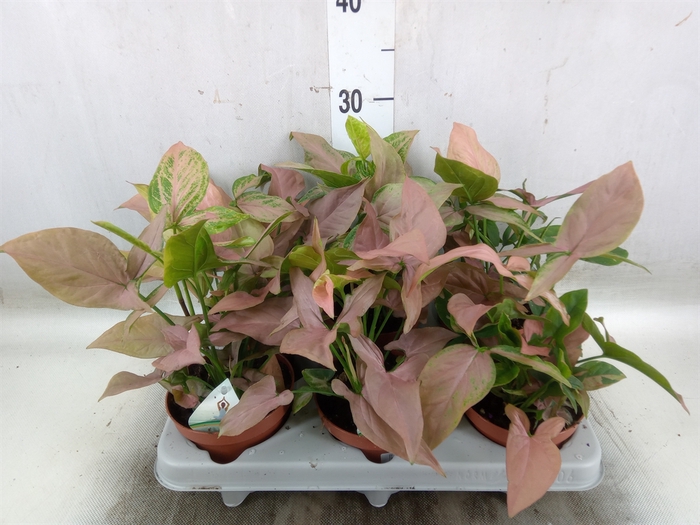 <h4>Syngonium   ...</h4>