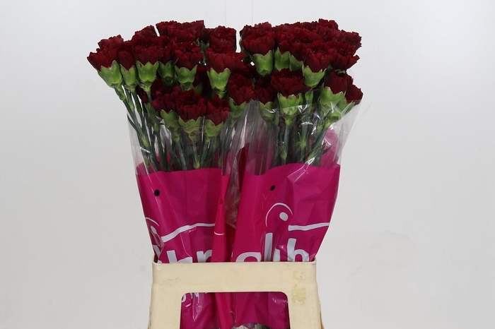 <h4>Dianthus St Zurigo</h4>