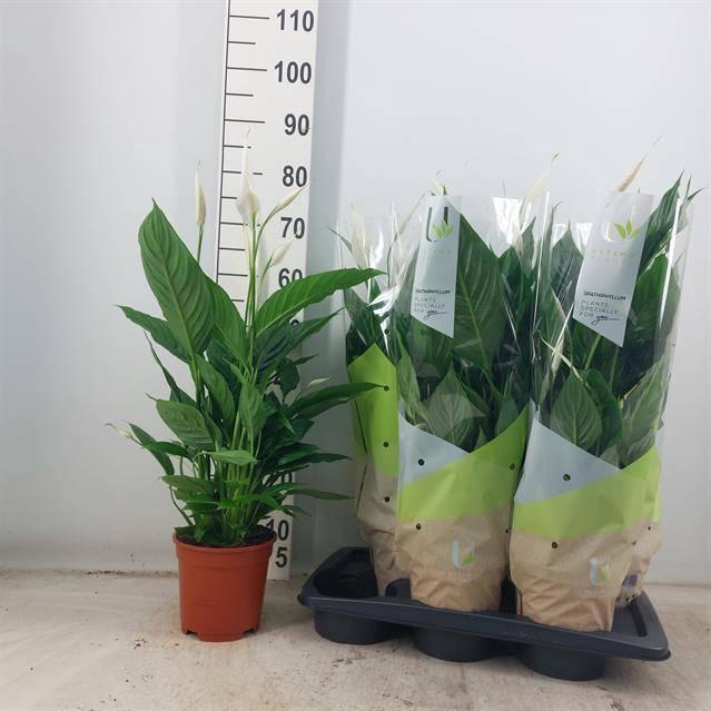 <h4>SPATH VIVALDI</h4>