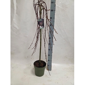 SALIX CAP KILMARNOCK