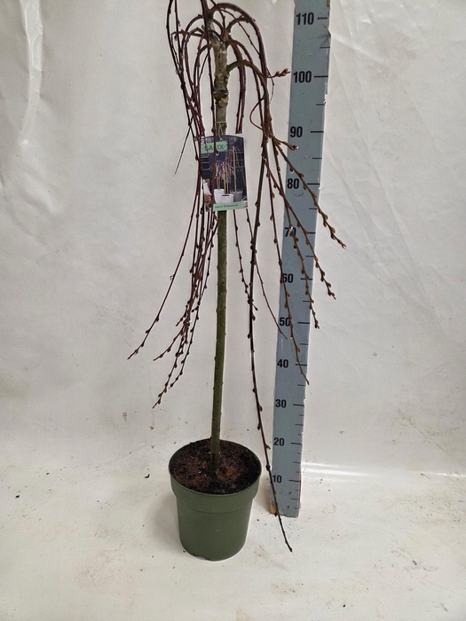 <h4>SALIX CAP KILMARNOCK</h4>