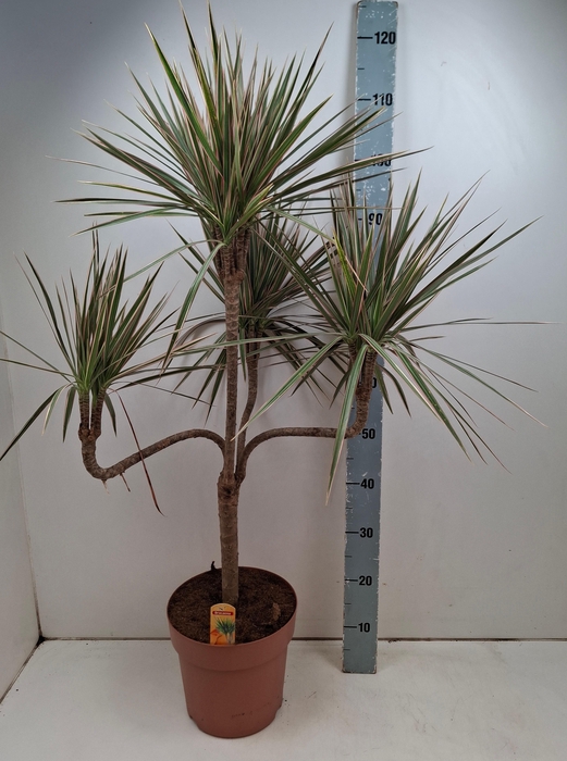<h4>DRA MARG BICOLOR</h4>