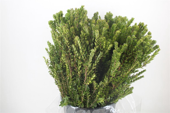 <h4>Myrthe Tarantino P Bunch</h4>